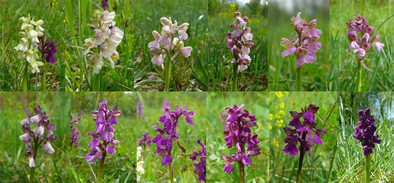 Variabilit in Orchis morio